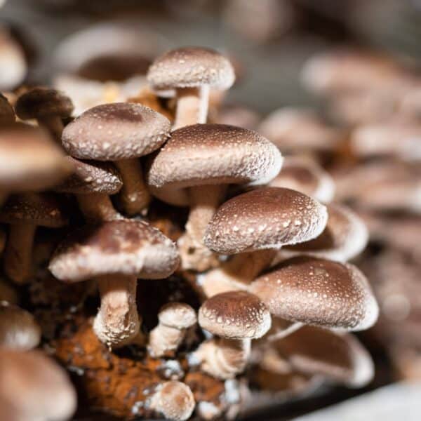 Shitake vruchtlichamen